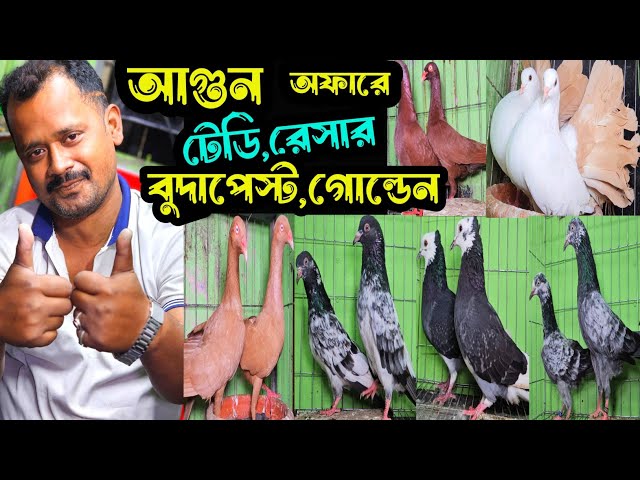 আগুন অফারে পাকিস্তানি টেডি,গোল্ডেন,বুদাপেস্ট,রেসার কবুতর কিনুন | বাকবাকুম পায়রা | Pigeon |