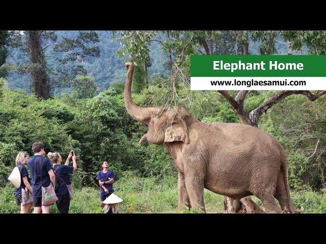 Elephant Home - Koh Samui