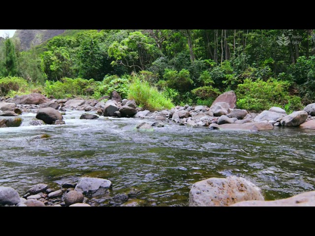 Forest River Calm ✨ Mountain Water Sounds for Sleep & Relaxation