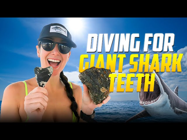 Diving for Giant SHARK TEETH in the Ocean!