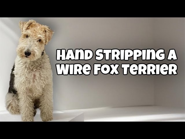 Hand Stripping a Wire Fox Terrier