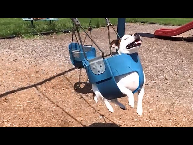 I React to Funny Cat And Dog Videos | Funny Fails 2023 | Girl Fails 2023 | Fails of The Week