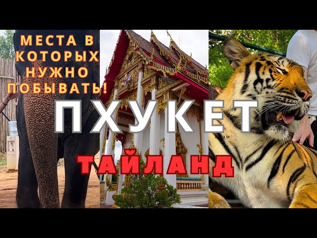 Пхукет. Красивый Буддийский храм - Чалонг. Зоопарк слонов - Elephant Sanctuary. Tiger Kingdom .