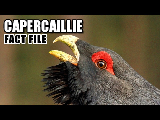 Capercaillie Facts: the HORSE of the WOODS 🐎 Animal Fact Files