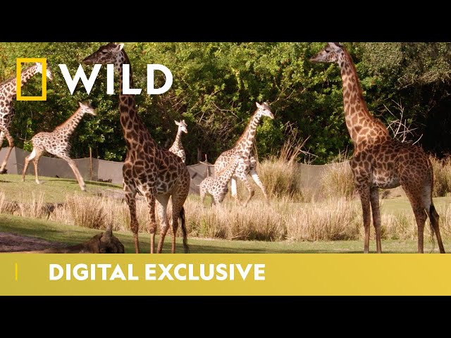 Kenya The Giraffe Gets A Pedicure | Magic Of Disney’s Animal Kingdom | National Geographic WILD UK