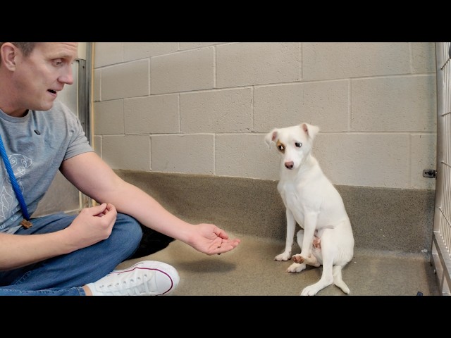 Loyal Dog Waits By Shelter Door for Family to Return, then something Remarkable Happens..