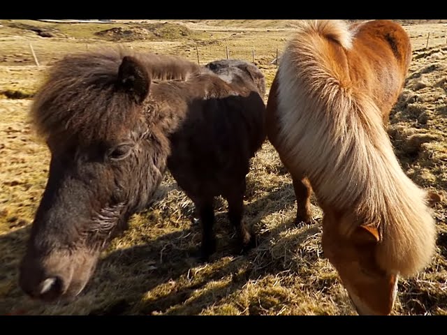 Horse feeding in the Faroe Islands - 360