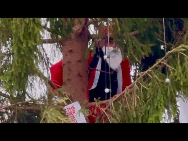 Refusing to Come Down: Man Climbs 50m Christmas Tree in Trafalgar Square! 🎄