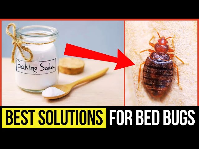 Most Effective Bed Bug Home Remedies That Actually Work