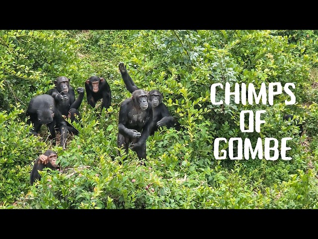 Trekking chimpanzees in Gombe (on a budget !) | Tanzania travel vlog [2024]