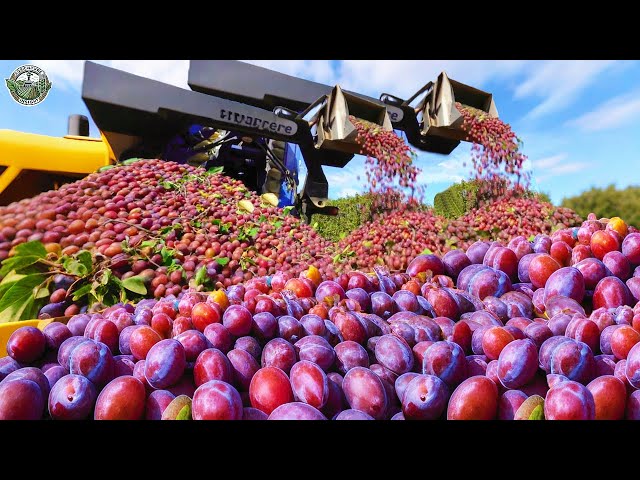 How American Farmers Harvest 780 Million Pounds Of Plums | Agriculture Technology