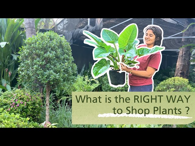 Buying Plants from the Nursery (2025 Edition) | Garden Up