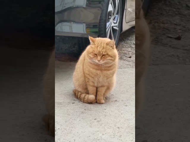 Cute Ginger Cat #animals #pets #cats #kitten