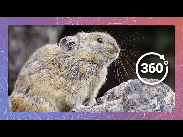 American Pika Calls Out and Visits an Alpine Lake | Wildlife in 360 VR