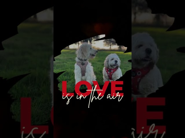 Animated Dogs Love Quote Tiktok Video _ Love is in Air Dog Girlfriend_cute Dogs