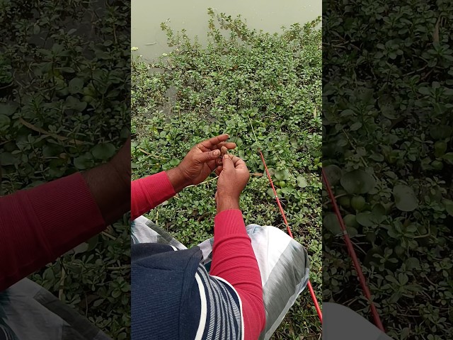 Amazing hook fishing in village pond