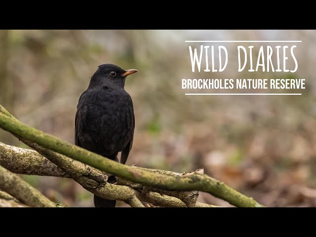 Exploring Hidden Gems: Wildlife Photography Adventure at Brockholes Nature Reserve