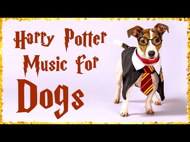 Your Patronus is a Dog? ~ Harry Potter Music for Dogs - Harry Potter Lullaby for dogs