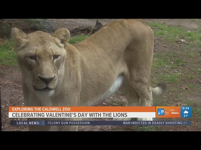 Exploring the Caldwell Zoo: Meet the cutest couple at the zoo!