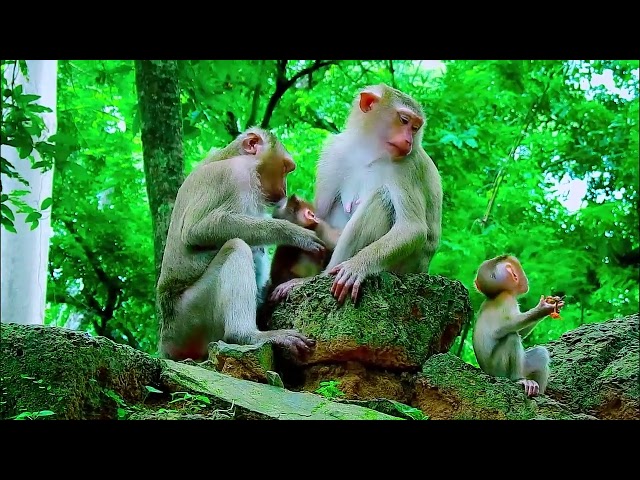 monkey funny video, bibi is very hospitable, cute baby monkey, monkey funny video