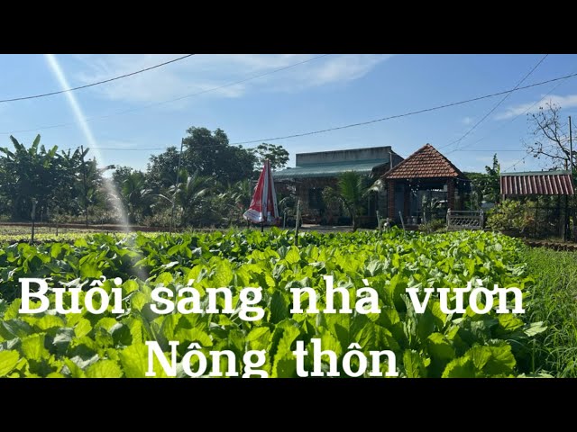 Buổi sáng nhà vườn ở nông thôn như thế nào - nhà vườn nên trồng cây gì châu đức bà rịa vũng tàu