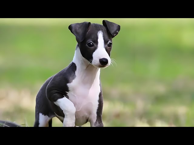 Can a Border Collie and Greyhound Hybrid Create a Champion Dog? #dogculture #doglover #animals