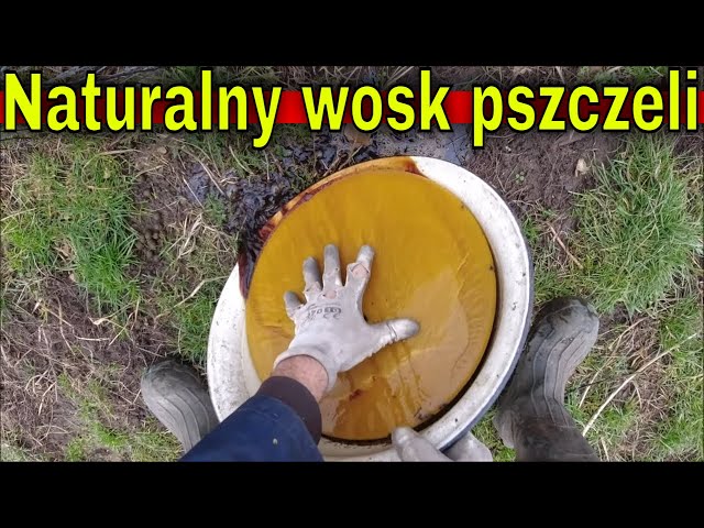 Jak powstaje wosk? Farmerska technologia przetapiania wosku pszczelego.