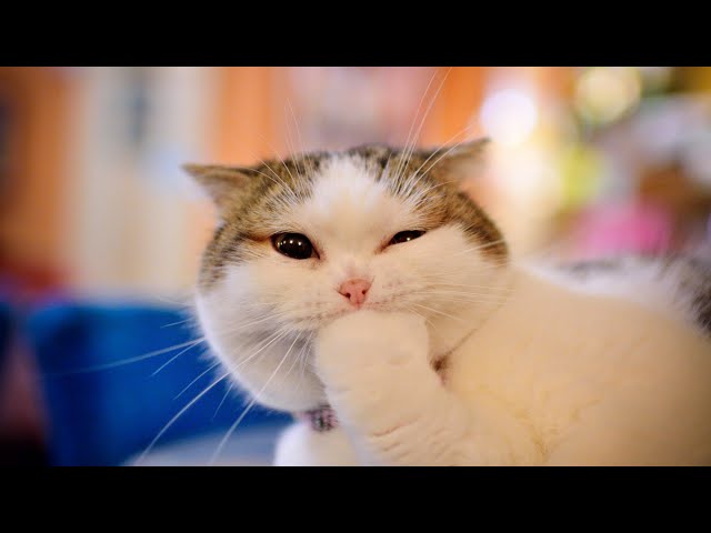 Non-Stop Laughing!! Top Funny Cat Video of 2021! KEEP SMILING COMPILATION #04