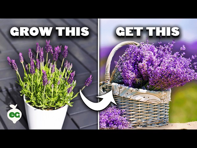 5 Tips to Grow Perfect Lavender