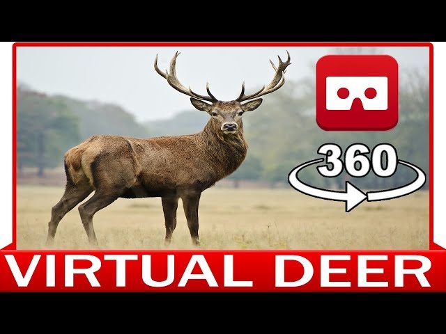 360° VR VIDEO - DEER, ARIES, MOUFLON - DISCOVERY NATURE & ANIMAL - VIRTUAL REALITY 3D