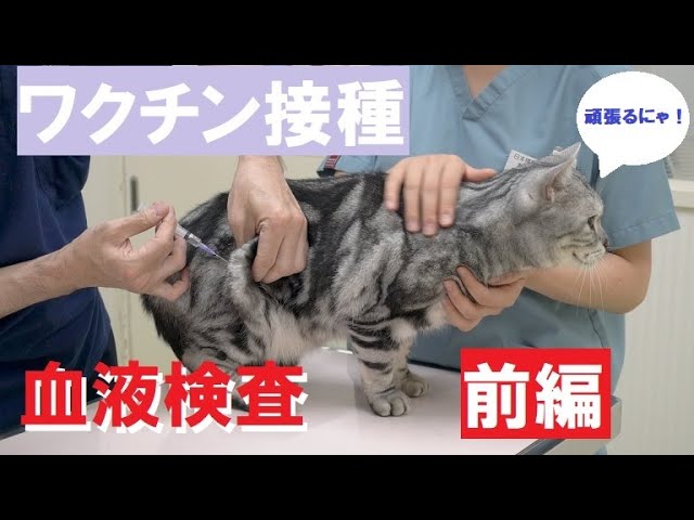 【猫のルーティン？】動物病院に行ってきました・前編【ワクチン・血液検査】animal hospital