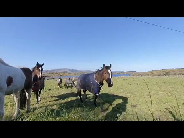 Horses Up Close at Lough Scur VR180