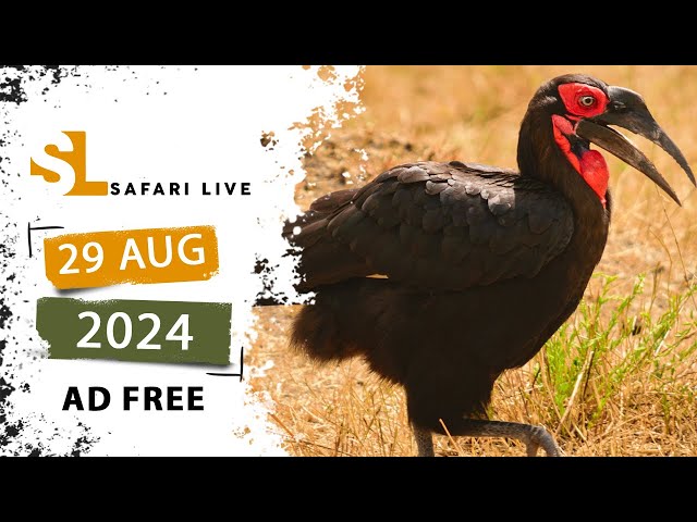 Raining cats- SafariLIVE Sunset - 29 August 2024 - AD FREE