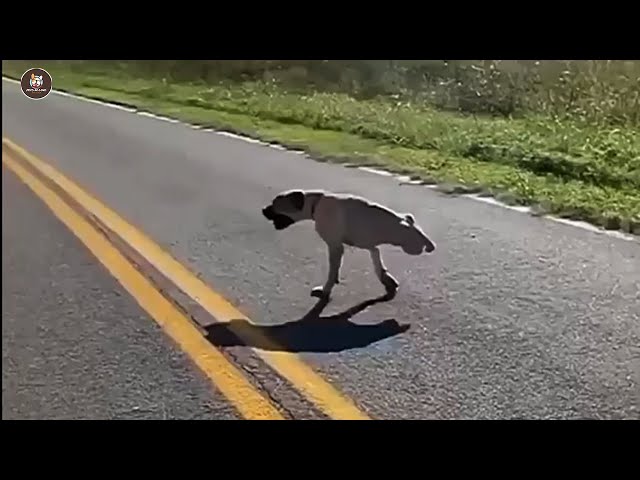 No one cared for his crying for help on street, until he silently ran with 2 legs left