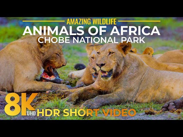 Amazing Wild Animals Footage in 8K HDR - Wildlife of Chobe National Park