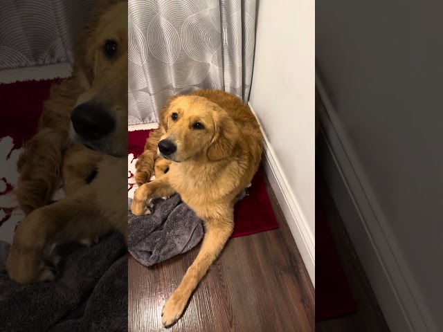 She loves taking a bath,but she doesn’t look happy with the hair dryer. #goldenretriever #dogshorts