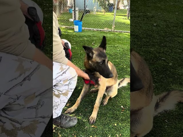 NEW A5663275 Oreo | Belgian Malinois  (Spanish)