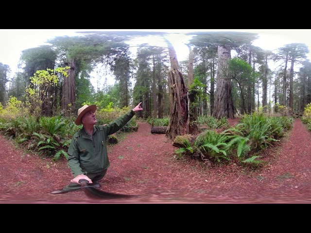 Redwoods in 360:  Get to Know An Old-Growth Forest