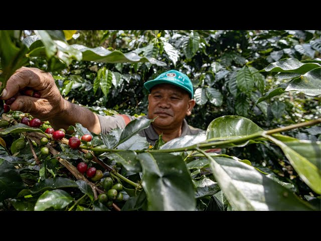 360° Video of Sustainable Coffee Practices & Post-harvest | SCOPI X ITFC