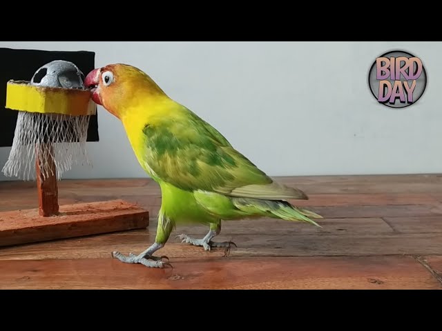 Burung Pintar | Cara Melatih Burung Lovebird Bermain Basket