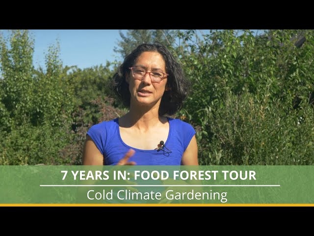 Cold Climate Food Forest Tour: 7 Years Later