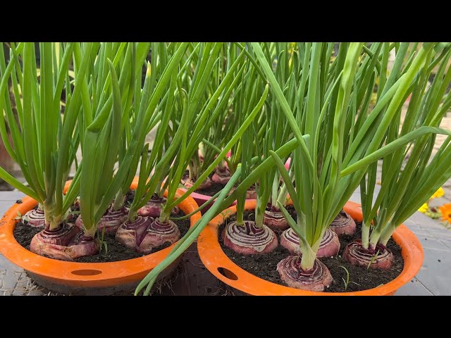 No Money Needed! Grow Onions This Way for Unexpected Results | Grow Onions at Home