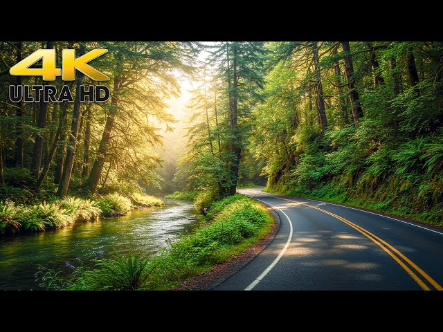 Hoh Rainforest Scenic Driving in Olympic National Park 4K Washington