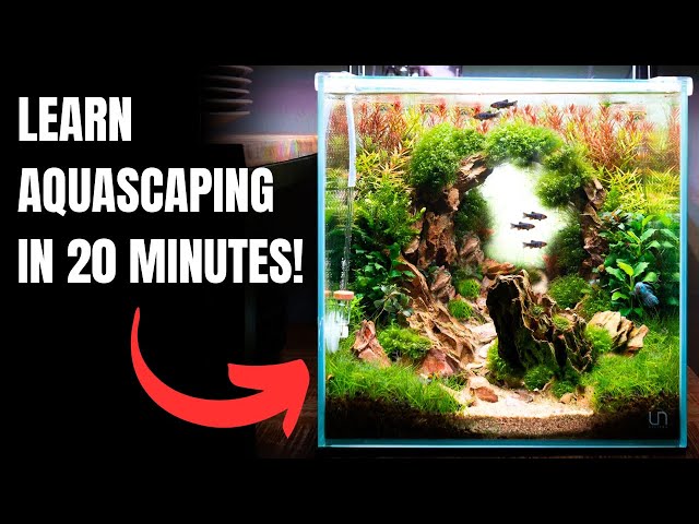 2025 Complete Aquascaping Beginners Guide - Learn ALL The Basics!