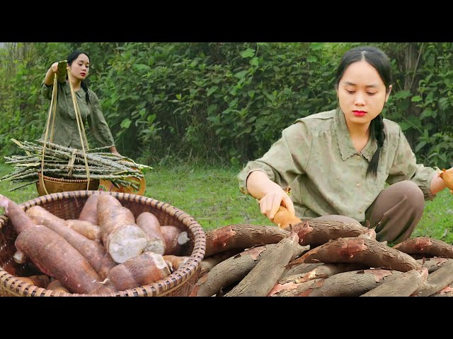 Digging cassava, making boiled cassava and delicious and easy to make and sell to the market.