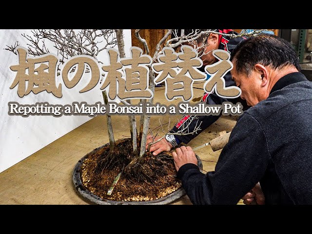 Repotting a Maple Bonsai: Reviving the Beauty Envisioned by Its Previous Owner in a Shallow Pot