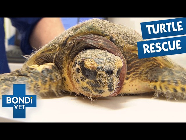 Can This Sick Turtle Ever Go Back To The Sea? 🥹 Bondi Vet