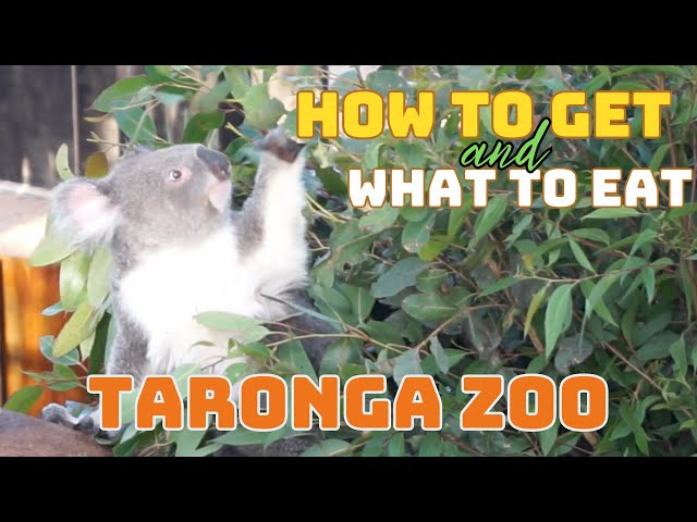 After 12 Years I finally went back to Taronga Zoo, So What To Eat at Sydney Taronga Zoo?