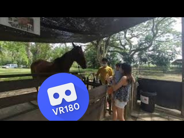 [VR180 VR 3D] Bye Bye Horse Pin Number @ The Animal Resort Singapore | Virtual Reality Oculus