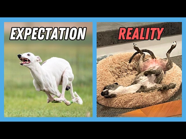 Things NO ONE tells you about owning a Whippet